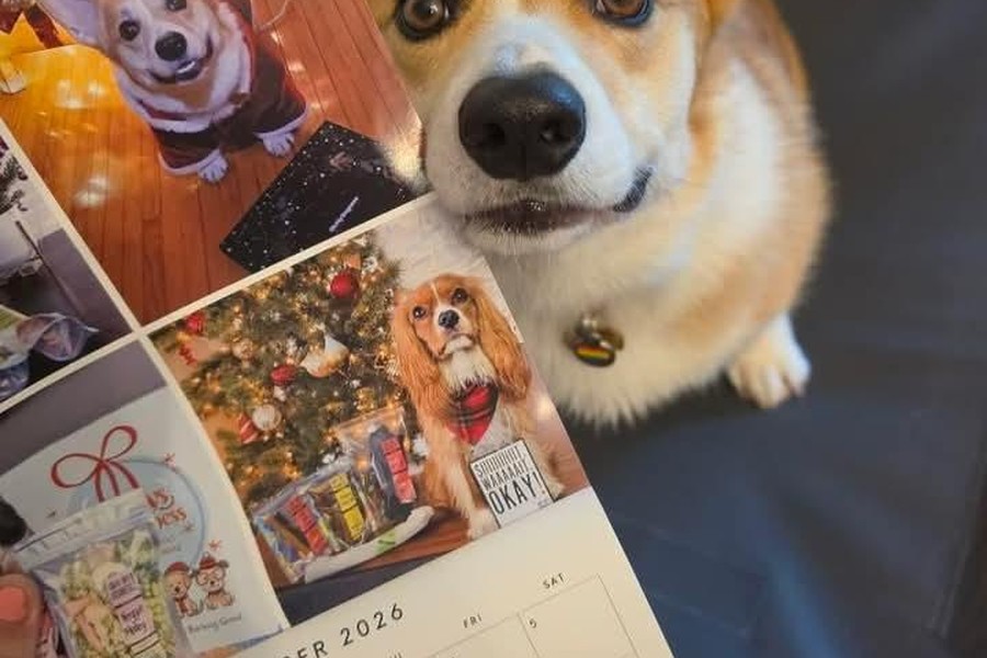 Corgi posing with an Oh My Dogness personalized dog photo calendar printed at Little Rock Printing.