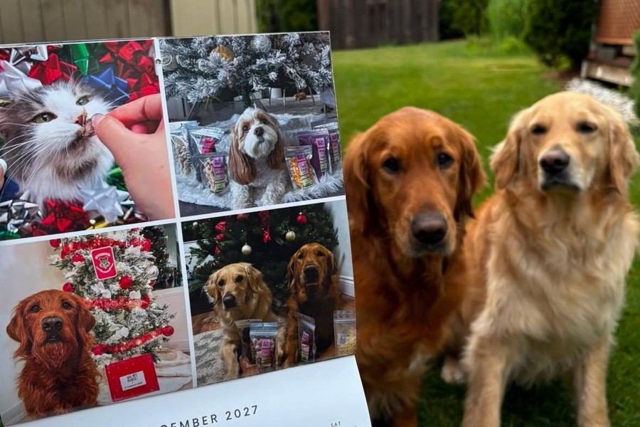 Two golden retrievers posing beside an Oh My Dogness custom photo calendar printed at Little Rock Printing.
