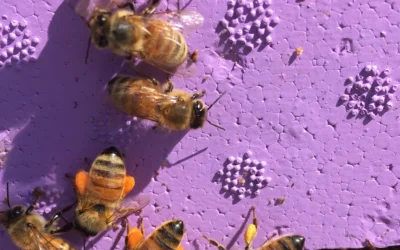 Beetopia Apiary