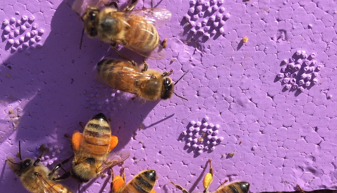 Little Rock Label Printing Close-up of honey bees carrying bright orange pollen on a purple hive surface, featured by Little Rock Printing.